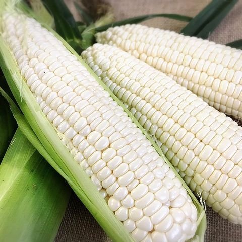 White Maize