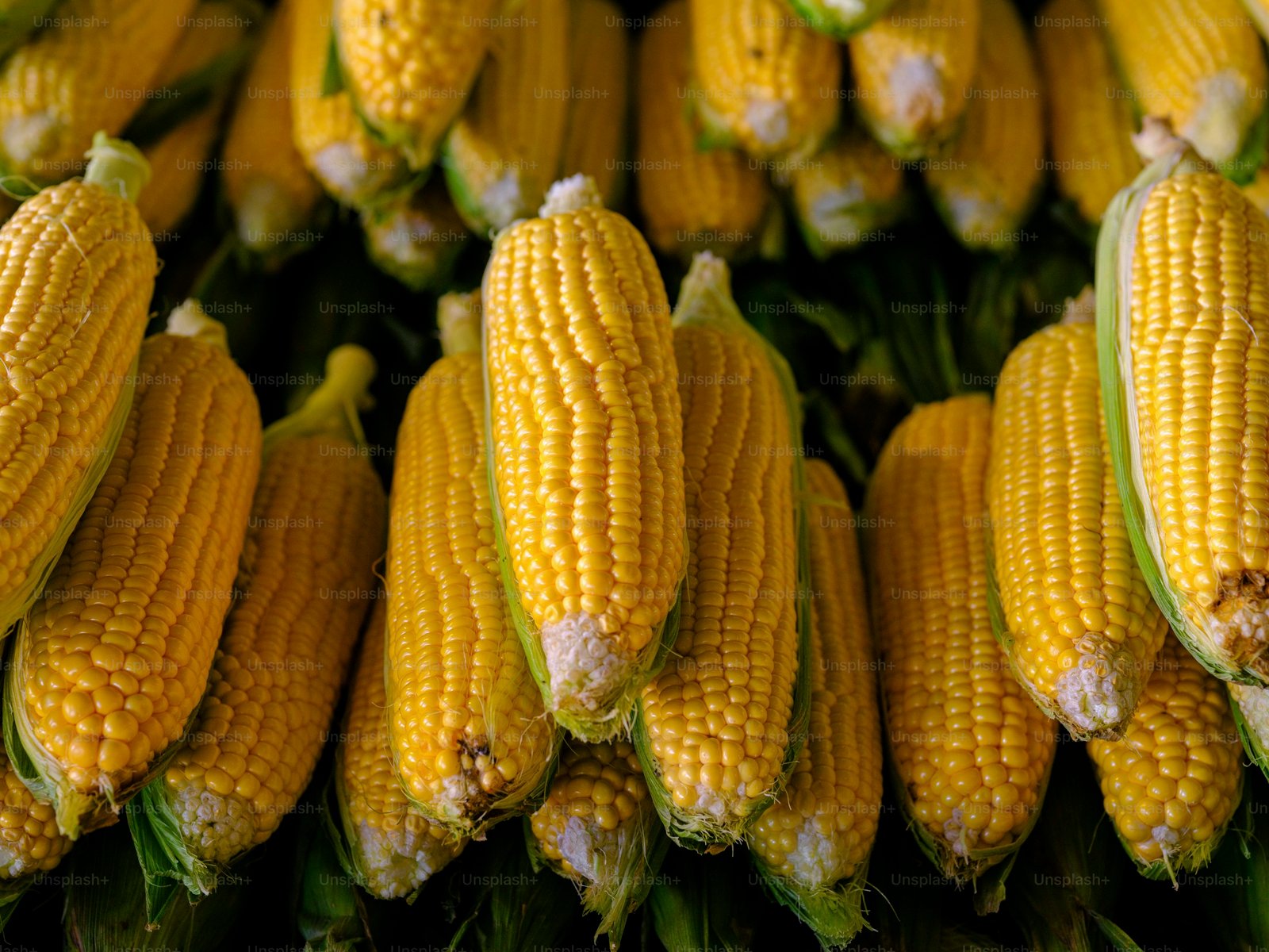 Yellow Maize